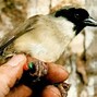 Burung Khas Kalimantan Adalah